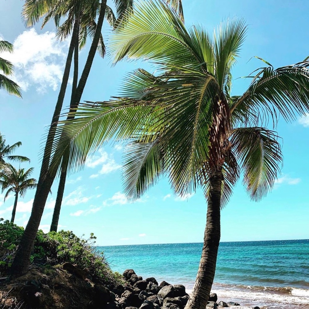🍹🍍Maui 📷  🌿🌸 🌈